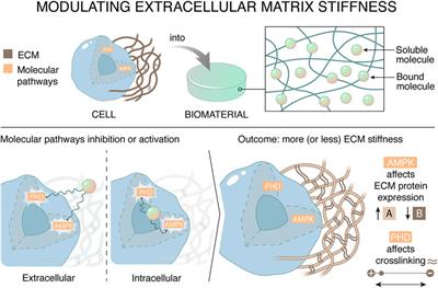 Frontiers Synthetic Materials That Affect The Extracellular Matrix